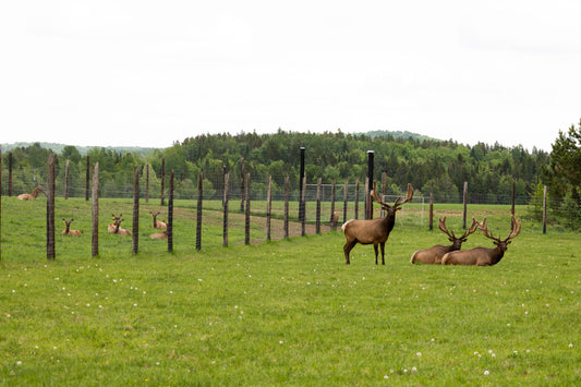 Ferme d'élevage de wapiti J. L. Bédard