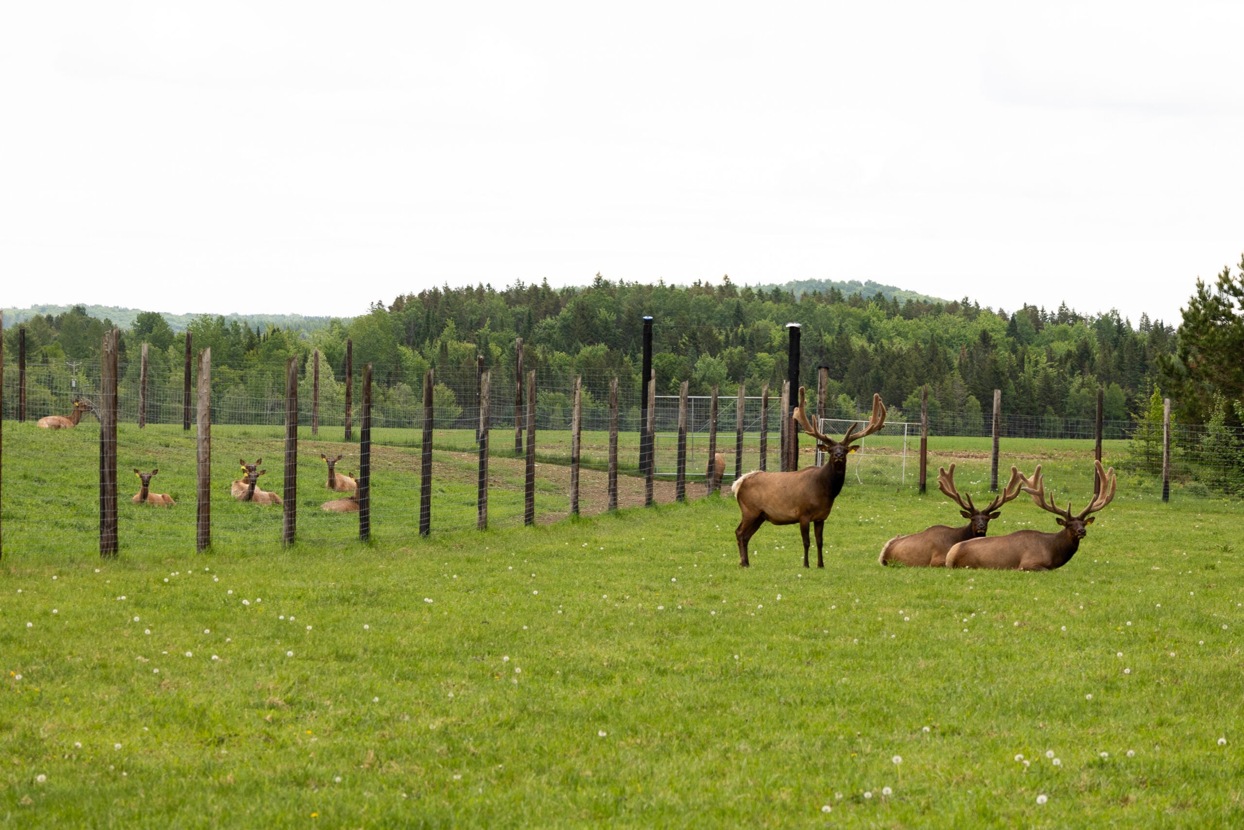 Ferme d'élevage de wapiti J. L. Bédard