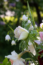 Fleurs La Garance