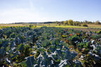 L'Arc-en-ciel du Paradis